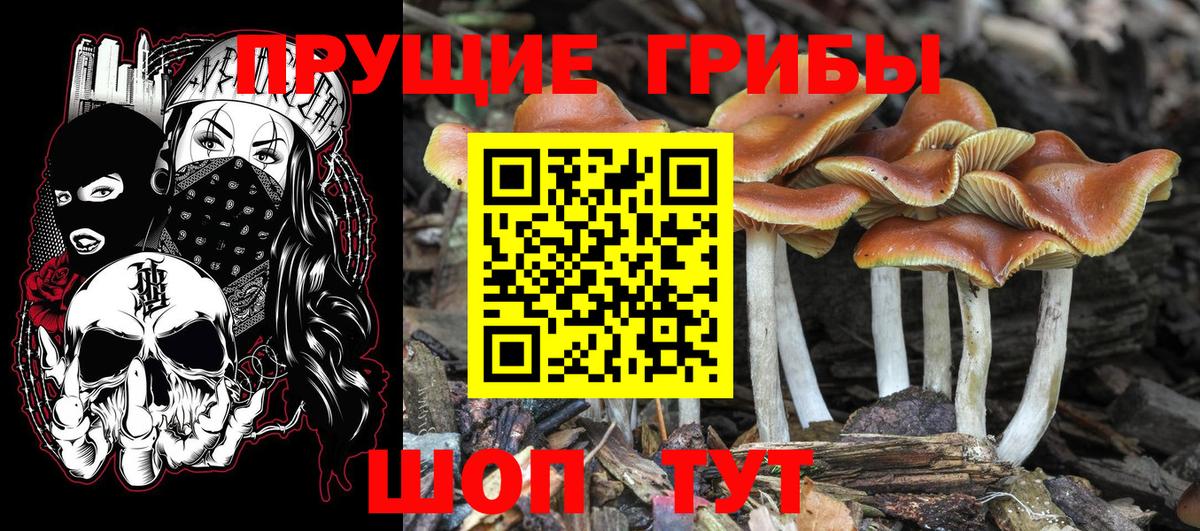 Нурлат  Галлюциногенные грибы Psilocybe  Вход с VPN 
